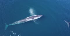Aerial of Fin whale Close up