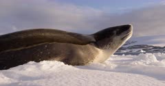 Leopard Seal on snow