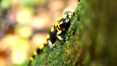 The fire salamander (Salamandra salamandra) is a beautiful caudate amphibian with variable coloration, also known as the spotted lizard, it often remains motionless, lurking for its prey, inhabits wet forests
