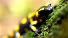 The fire salamander (Salamandra salamandra) is a beautiful caudate amphibian with variable coloration, also known as the spotted lizard, it often remains motionless, lurking for its prey, inhabits wet forests