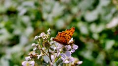 Butterfly Rusałka ceik (Polygonia c-album L.) on blackberry bushes