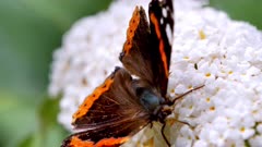 Butterfly Rusalka admiral (Vanessa atalanta) on flowers of budlea zwena butterfly bush