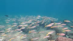 School Mexican Yellow Goatfish (Mulloidichthys dentatus),feeding, reefs of Sea of Cortez, Pacific ocean. Cabo Pulmo National Park, Baja California Sur, Mexico. Cousteau named it The world's aquarium.