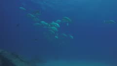 Big Dog Snapper (Lutjanus novemfasciatus), reefs of Sea of Cortez, Pacific ocean. Cabo Pulmo National Park, Baja California Sur, Mexico. Cousteau named it The world's aquarium.