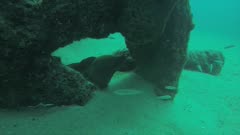 Panamic Green Moray Eel (Gymnothorax castaneus), mouth wide open resting in reefs of the Sea of Cortez, Pacific ocean. Cabo Pulmo, Baja California Sur, Mexico. The world's aquarium.