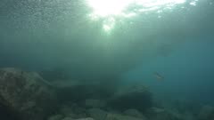 School of flatiron herring, islands of the Sea of Cortez, Mexico.