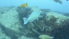 Parrotfish, feeding in a shipwreck a. reefs of the Sea of Cortez, Pacific ocean. Cabo Pulmo, Baja California Sur, Mexico.