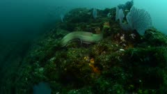 Panamic Green Moray Eel (Gymnothorax castaneus), mouth wide open resting in reefs of the Sea of Cortez, Pacific ocean. Cabo Pulmo, Baja California Sur, Mexico. The world's aquarium.