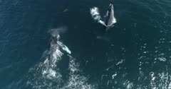 Humpback whale playing and breaching with a pod of dolphins, Mexican Pacific.