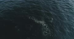 killer whales from the sea of cortez, aerial view