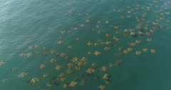 Cownose rays, sea of cortez, mexico aerial view