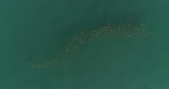 Cownose rays, sea of cortez, mexico aerial view