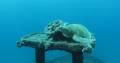 turtles on the shipwrecks of espiritu santo island, Mexico