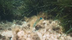Wrasse eating in a Neptune Grass field
