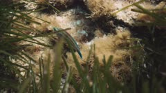 Wrasse eating in a Neptune Grass field