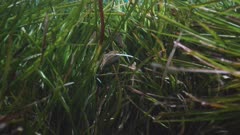 Wrasses in a Neptune Grass field