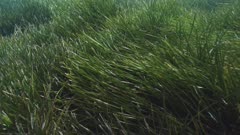 Neputne Grass Swinging High Angle Establishing Shot