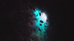 Gorgonas hole Artificial Backlight