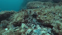 Octopus hiding in hole Establishing shot