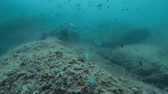 Big Mediterranean Groupers Establishing shot