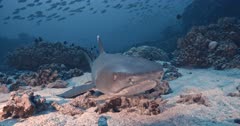 Whitetip reef shark resting on the seabed with Moontail bullseye in background Close up