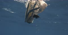 Wreckfish under a plastic bag Wide Shot