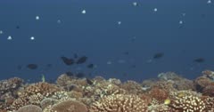 Coral reef drop-off
