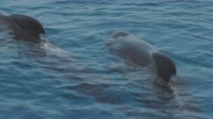 Mediterranean Pilot whales small group Close up 
