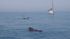 Mediterranean Pilot whales breathing static group clong shot with a sailboat in background