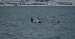 Pod of killer whales breathing and swimming at the surface