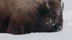 bison pushing snow away to feed, yellowstone Park