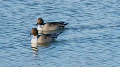 2 male northern pintail ducks swimming