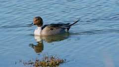 1 male northern pintail duck swimming