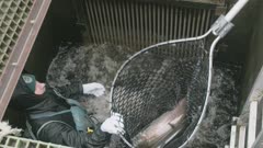 spawning coho salmon being transferred out of fish trap by Wash. Dept of Fish and Wildlife