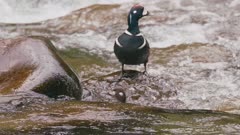 male harlequin duck standing on rock in the middle of a river