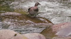 female harlequin duck standing on rock in the middle of a river