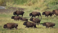 herd of bison running