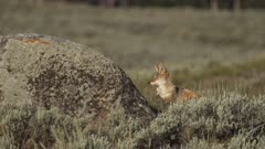 coyote resting while intently listening to surroundings