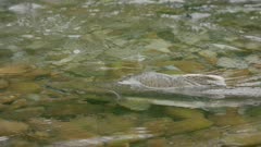 male pink salmon in stream waiting to spawn with female