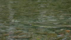 male pink salmon waits as female digs redd to spawn