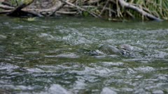 two male pink salmon fight over spawning rights with female