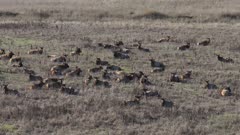 herd of Roosevelt Elk resting in field - aerial view