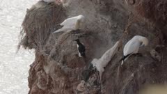 gannets on the German island heligoland