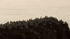 gannets on the German island heligoland