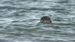 seals on a danish island in summer