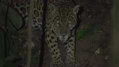 Wild jaguar in the Peruvian rainforest, Tambopata National Reserve
