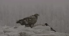 White-tailed eagle in winter