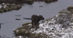 bison newborn gets out of pond