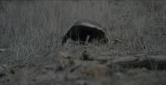 honey badger seriously digging