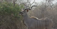 male kudu browsing